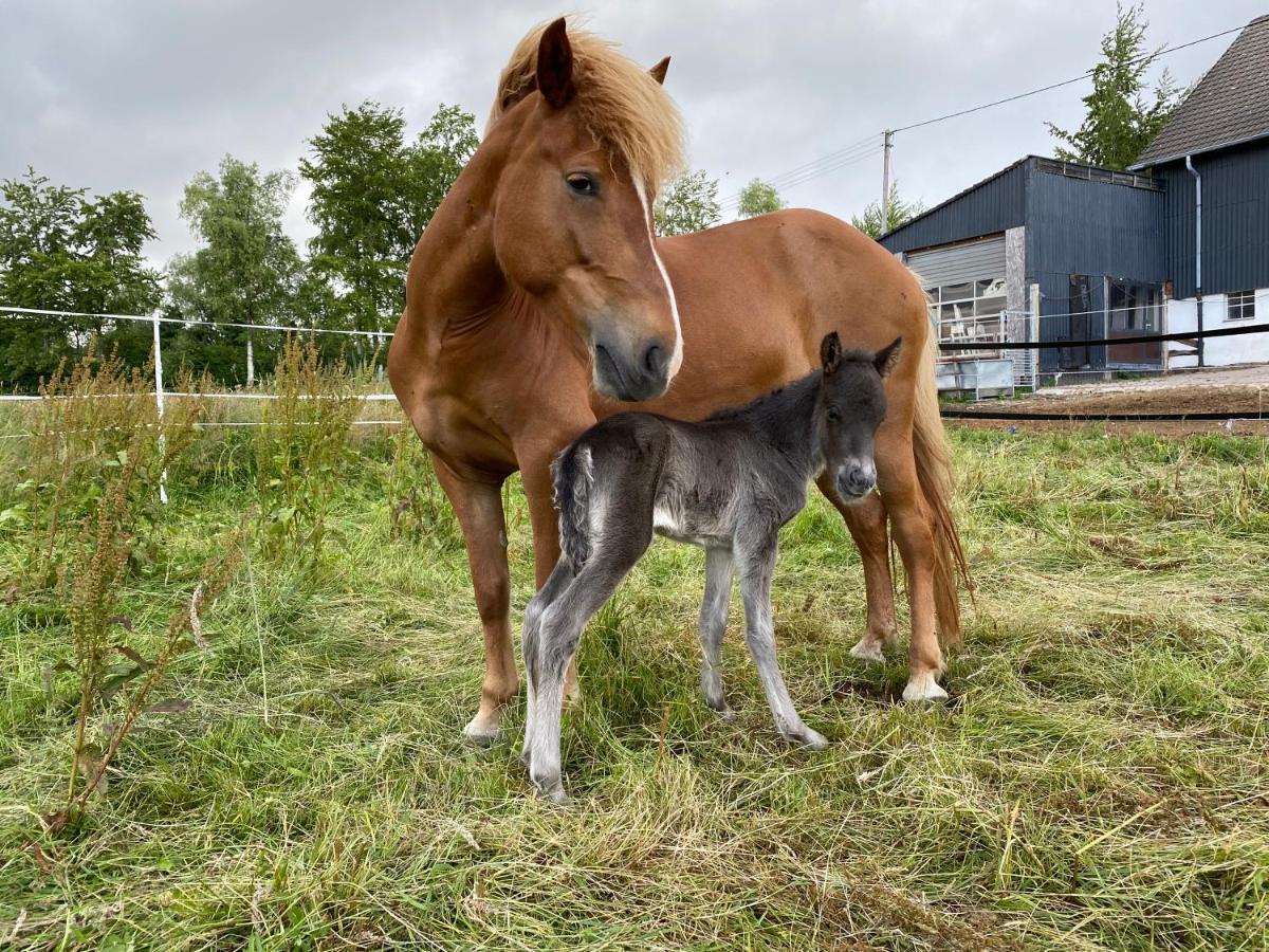 Studio - Grosses Wohn-Schlafzimmer - Dachterrasse - Kamin - Kuche - Hohes Venn - Monschau - Eifel - Hunde Willkommen Beim Hof Vierzehnender Kültér fotó